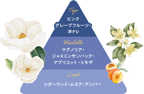 Top ピンクグレープフルーツ・梨　Middle マグノリア・ジャスミンサンパック・アプリコット・ミモザ　Last シダーウッド・ムスク・アンバー